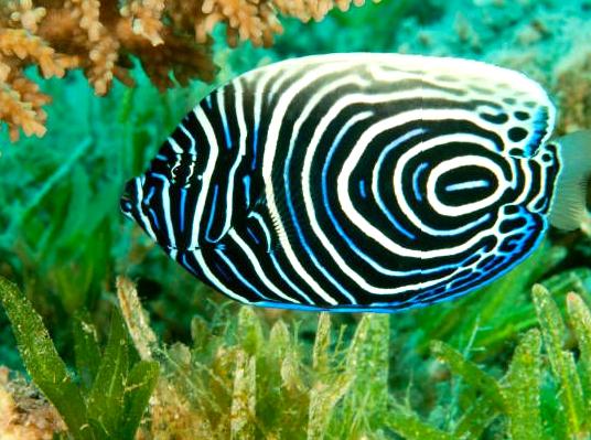 Meet the Great Barrier Reef’s Great Eight