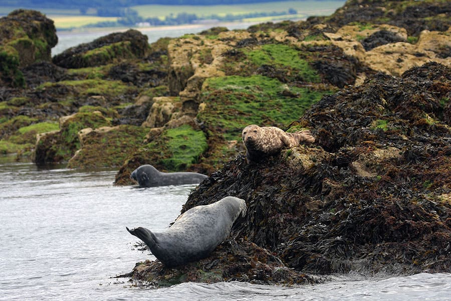 Seal View Cliff: Scenic Views and Seal Watching