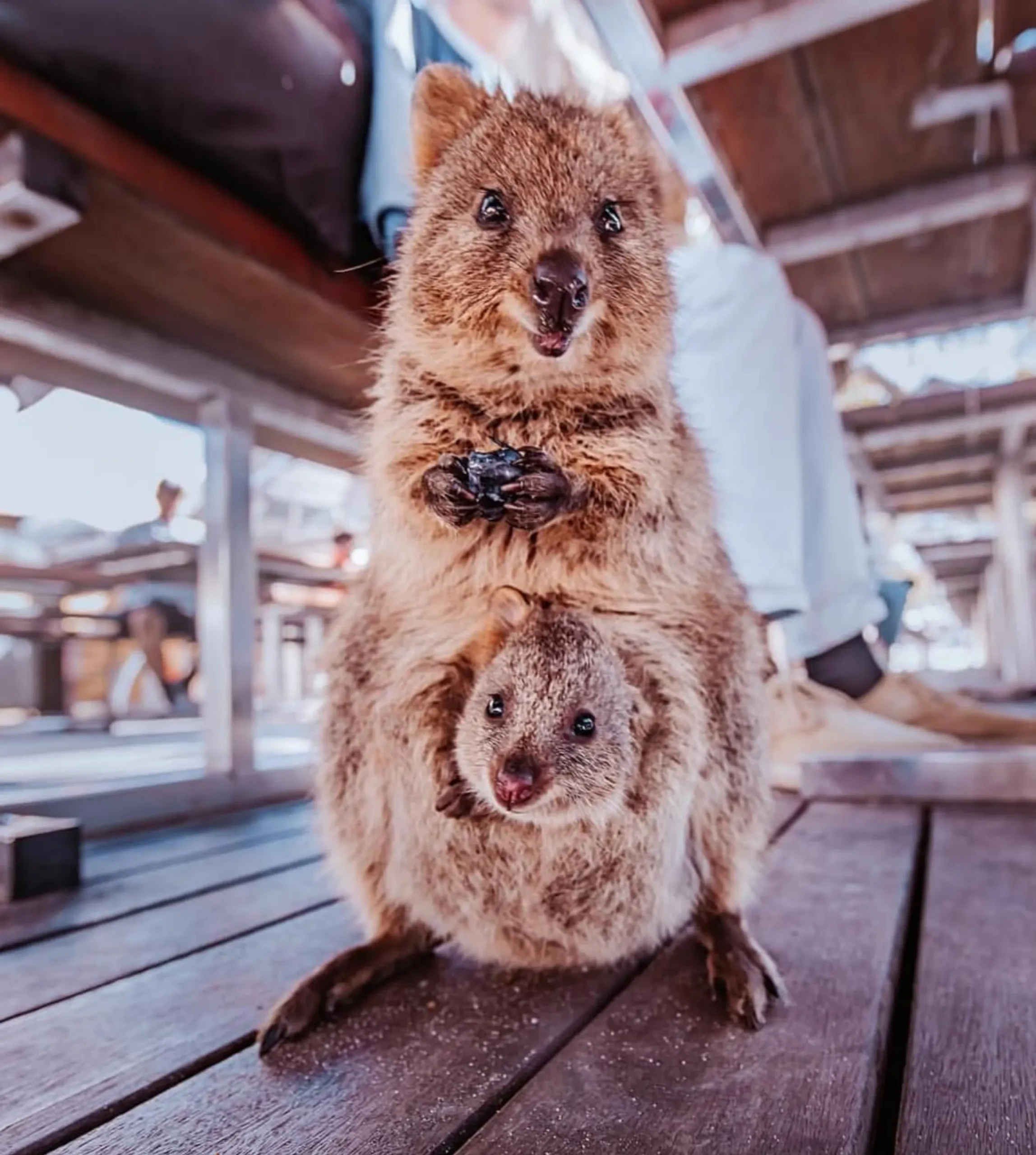 How to Get the Best Quokka Selfie on Rottnest Island